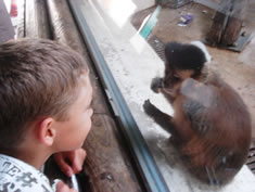 Making friends at Monkey World